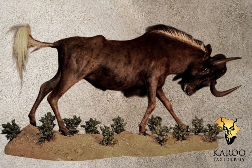 Black Wildebeest Full Mount Storming Pose