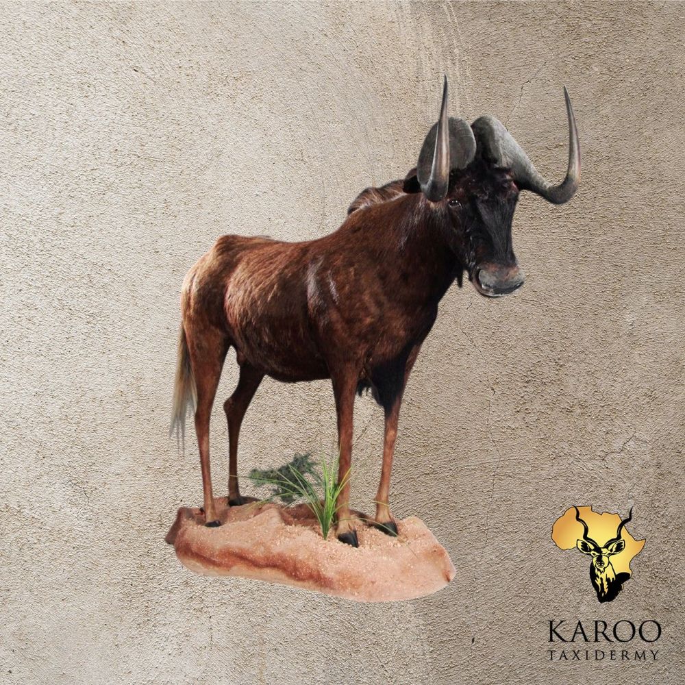 Black Wildebeest Full Mount Looking Straight