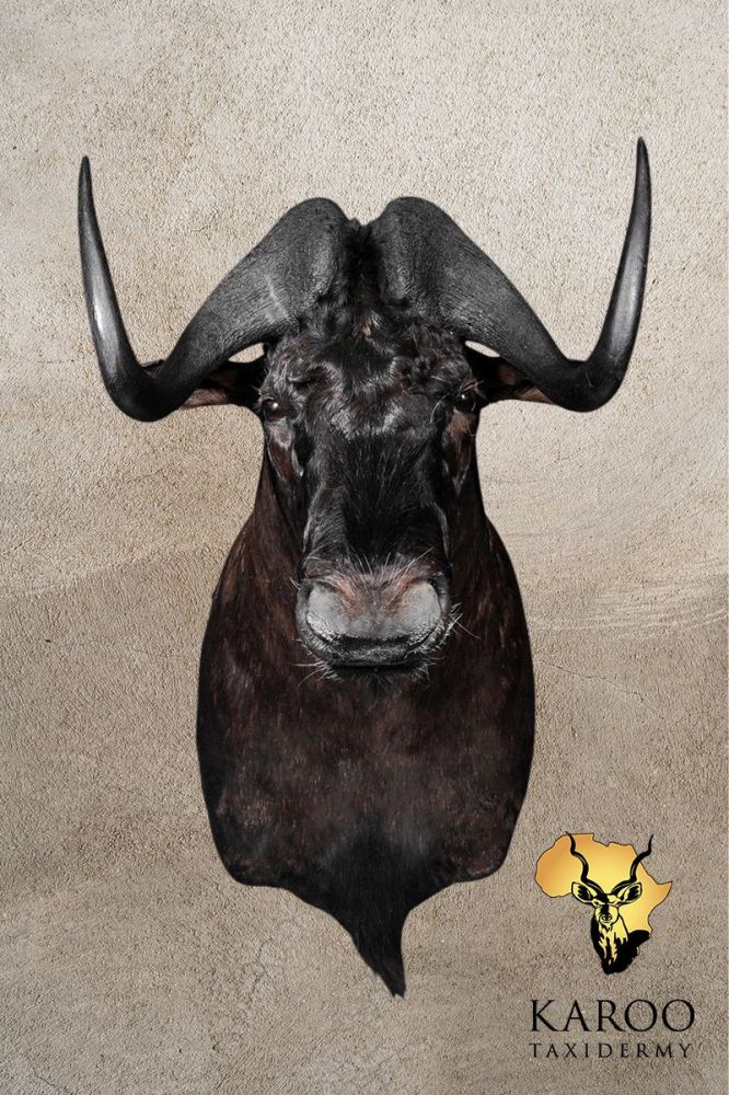 Black Wildebeest Shoulder Mount Looking Straight