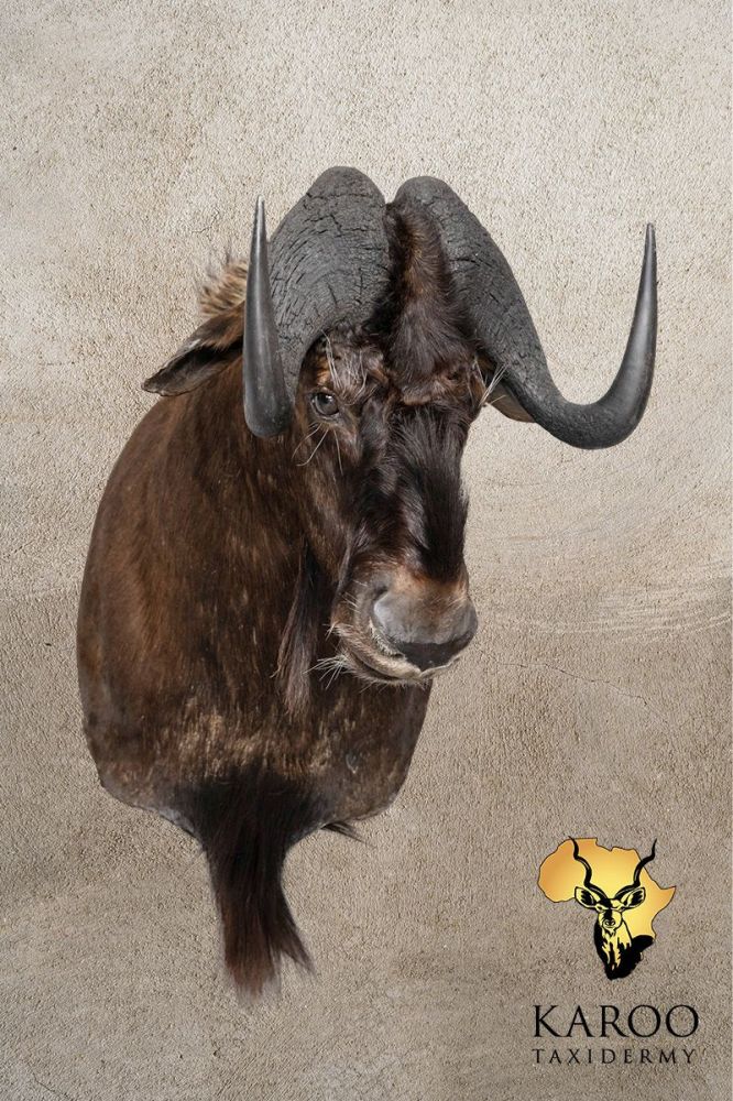 Black Wildebeest Shoulder Mount looking Straight