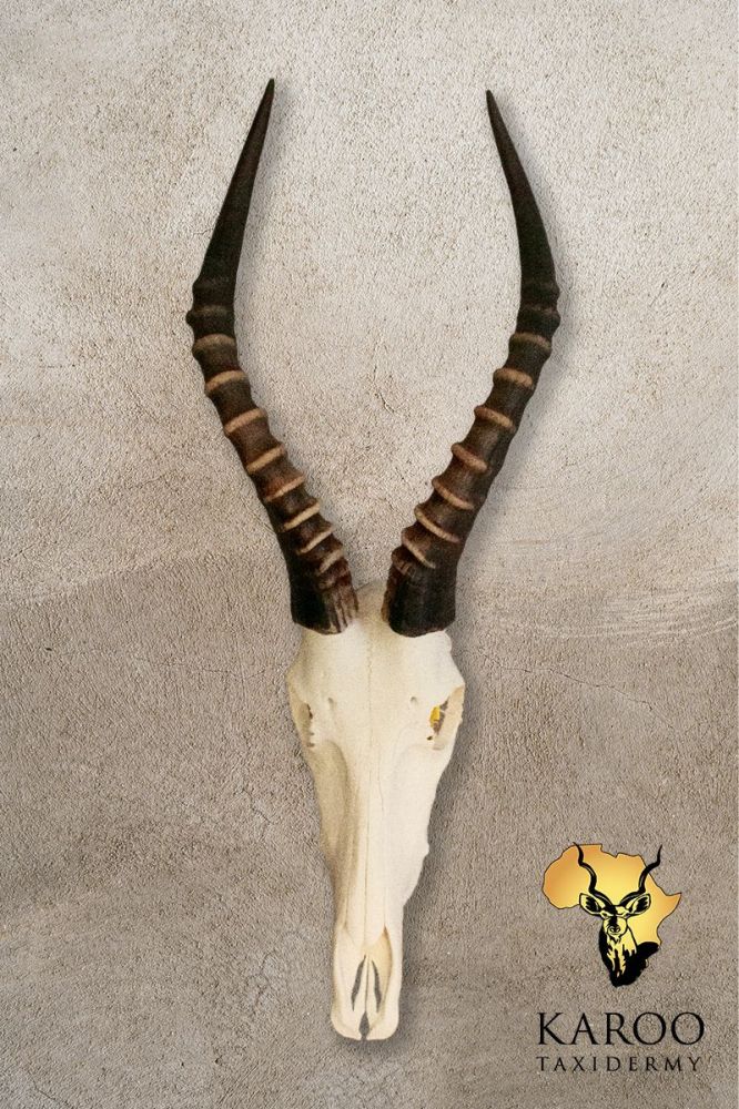 Blesbuck Skull Bleach