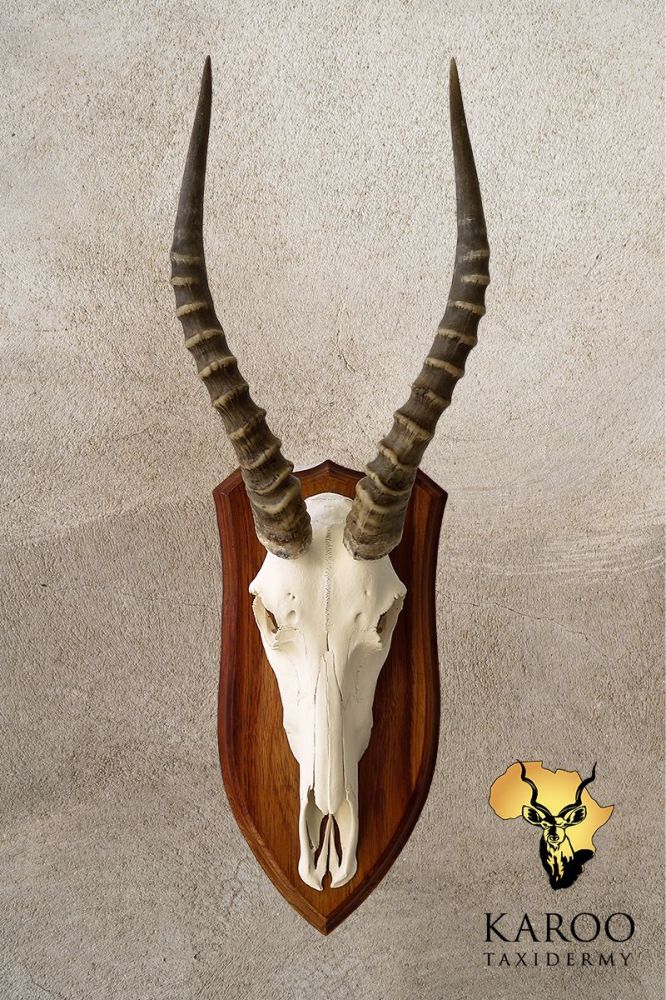 Blesbuck European Mount