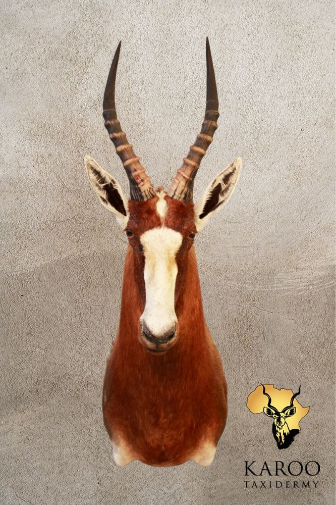 Blesbuck Shoulder Mount Looking Straight