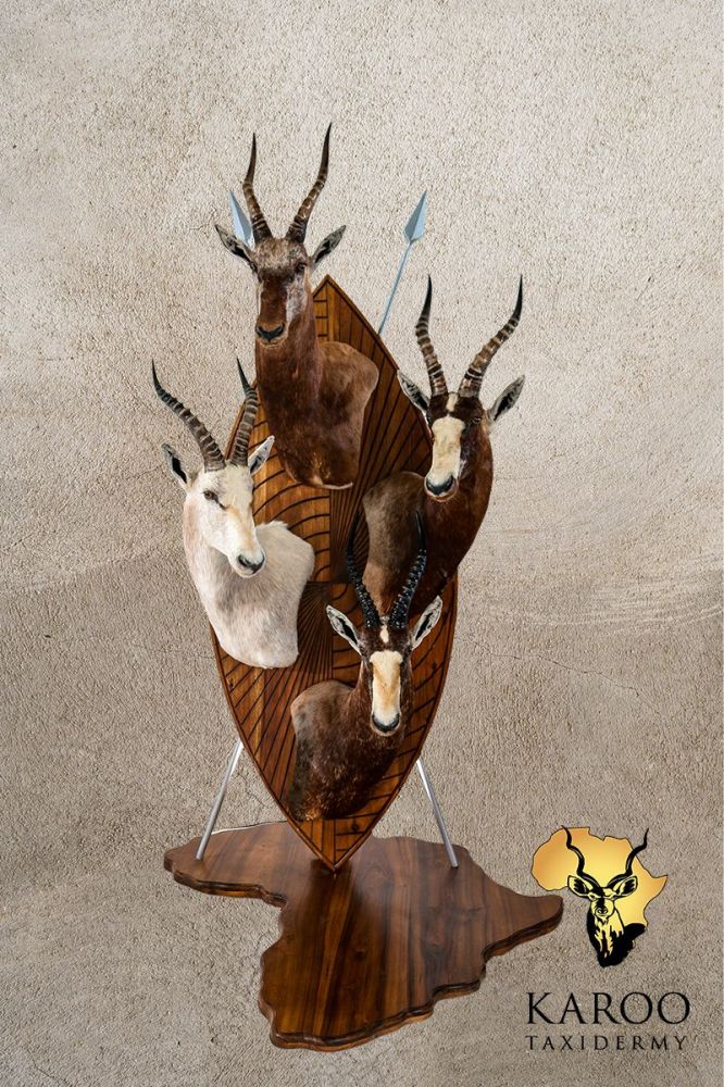 Blesbuck Slam on an Zulu Shiedl With Spears on a Map of Africa Floor Base