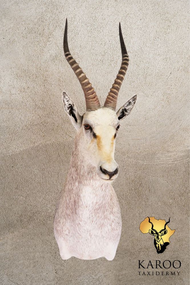 White Blesbuck Shoulder Mount Looking Eighth Left