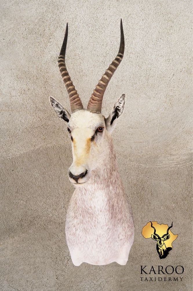White Blesbuck Shoulder Mount Looking Eighth Right