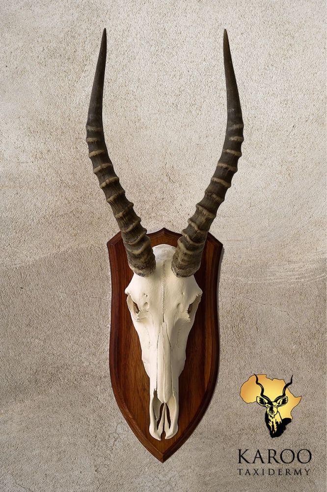 Blesbuck European Mount