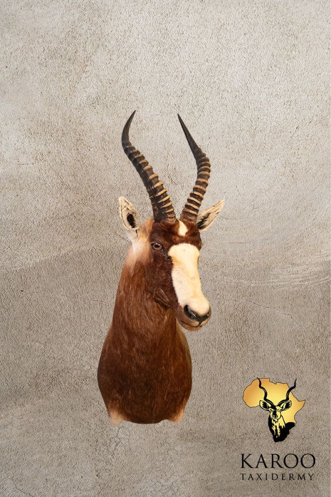 Blesbuck Shoulder Mount Looking Eighth Left