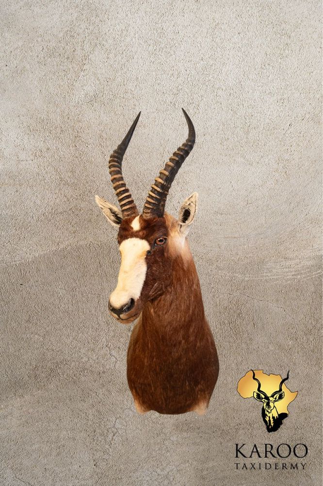 Blesbuck Shoulder Mount Looking Eighth Right