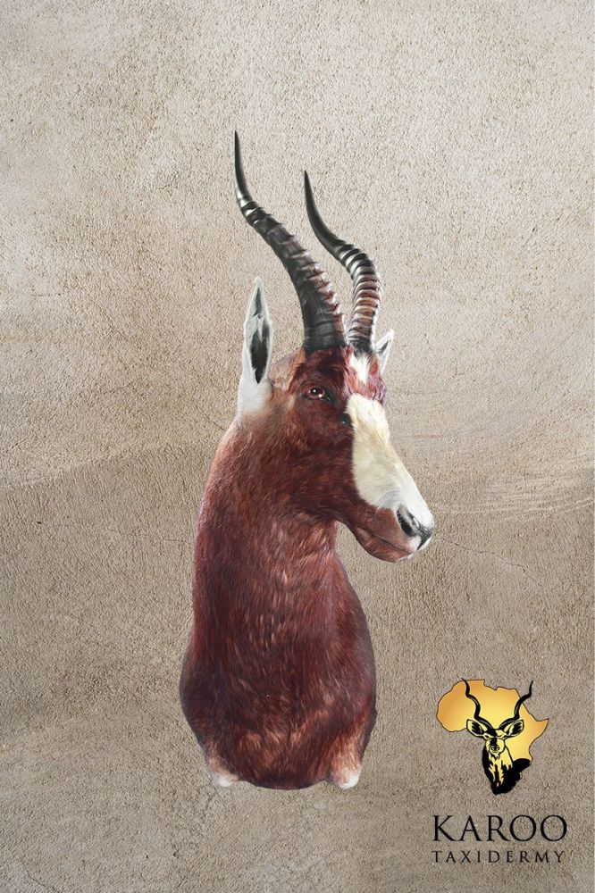 Blesbuck Shoulder Mount Looking Quarter Left