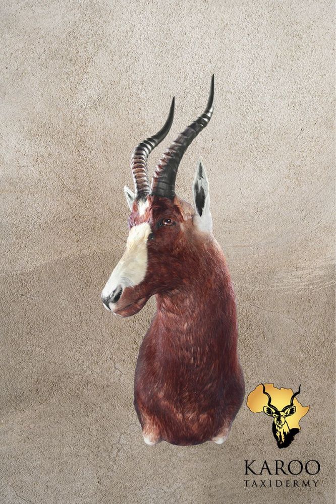 Blesbuck Shoulder Mount Looking Quarter Right