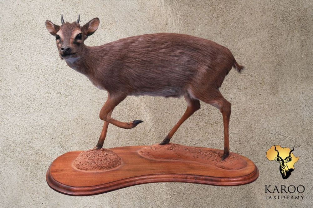 Blue Duiker on a Custom Floor Base Looking Quarter Left