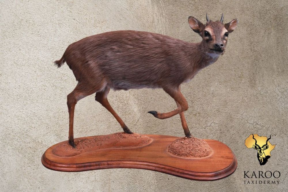 Blue Duiker on a Custom Floor Base Looking Quarter Right
