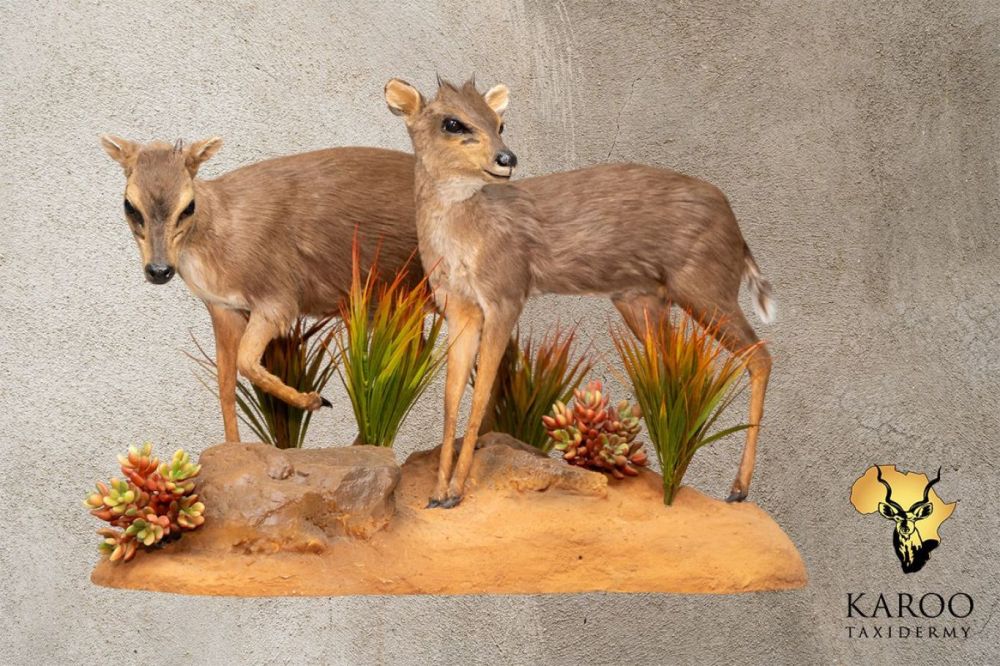 Blue Duiker Pair Mounted on a Habitat Floor Base