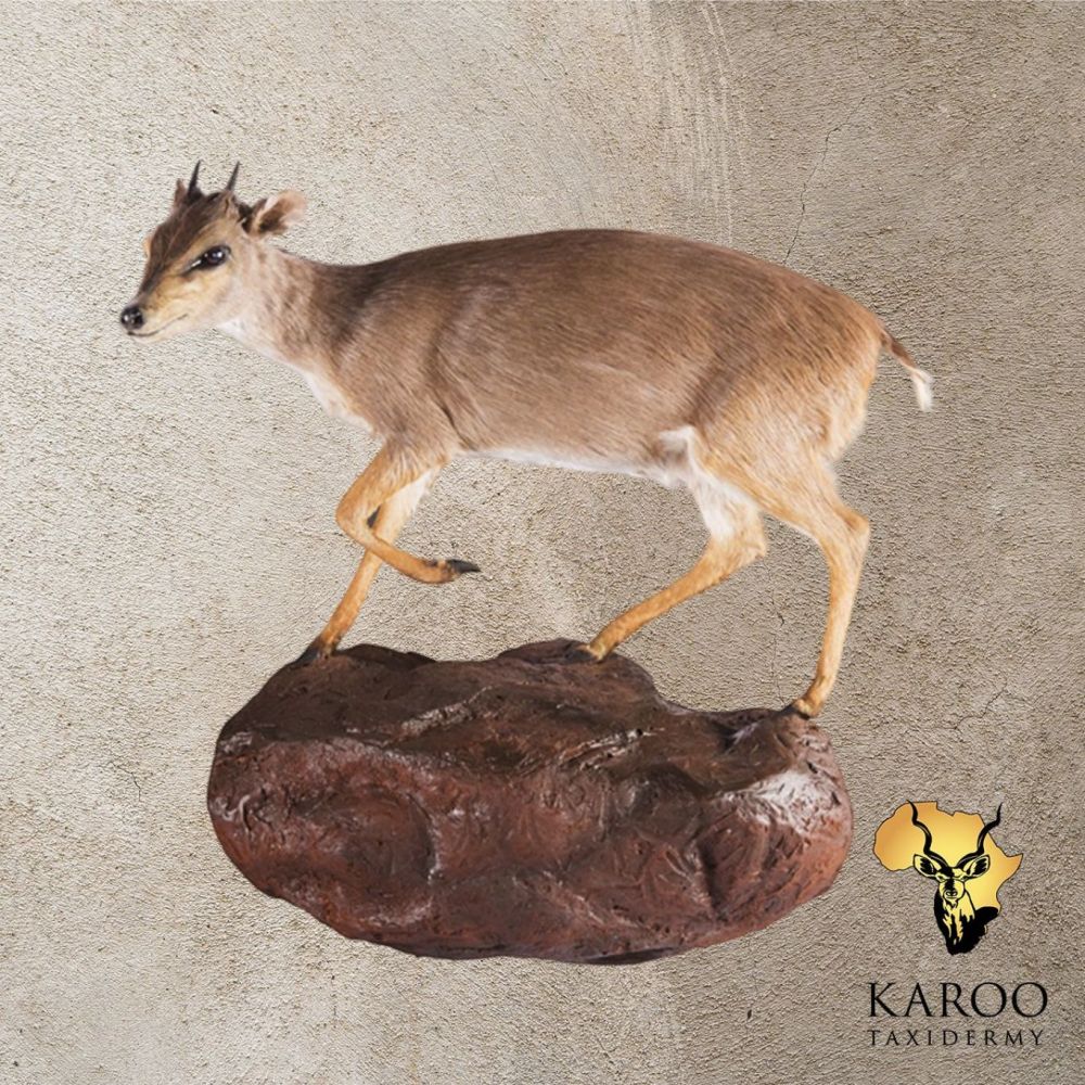 Blue Duiker on a Custom Rock Base Wall Pedestal Looking Eighth Left