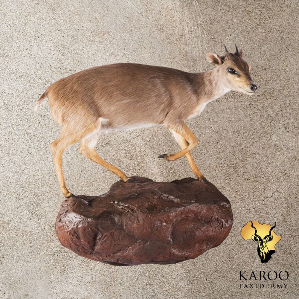 Blue Duiker on a Custom Rock Base Wall Pedestal Looking Eighth Right