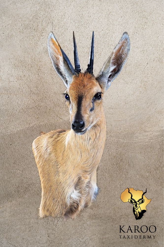 Common Duiker &ndash; Wall Pedestal &ndash; Left Turn &ndash; Looking Eighth Left