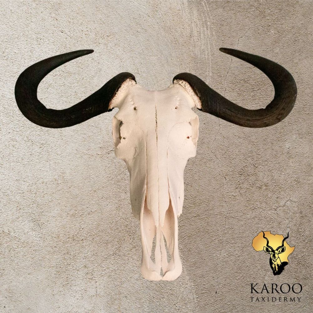 Blue Wildebeest Skull Bleach