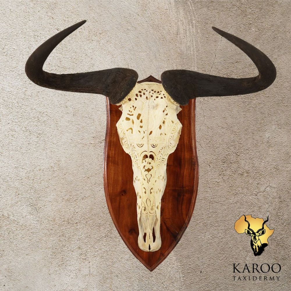 Blue Wildebeest Carved Skull European Mounted on a Hardwood Shield