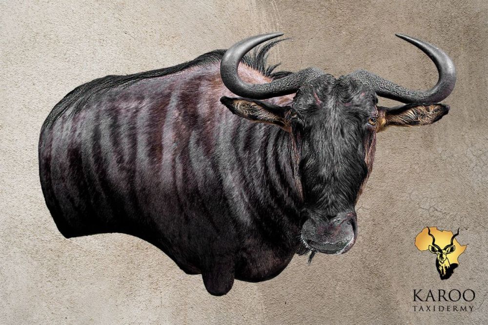 Blue Wildebeest Shoulder Custom Extended Body Wall Pedestal Left Turn Looking Straight