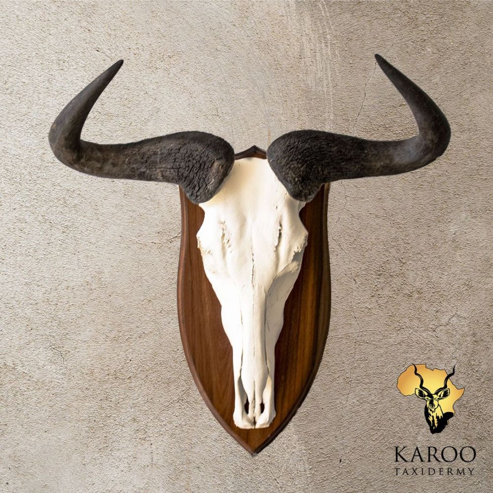 Blue Wildebeest European Mount on Hardwood Shield