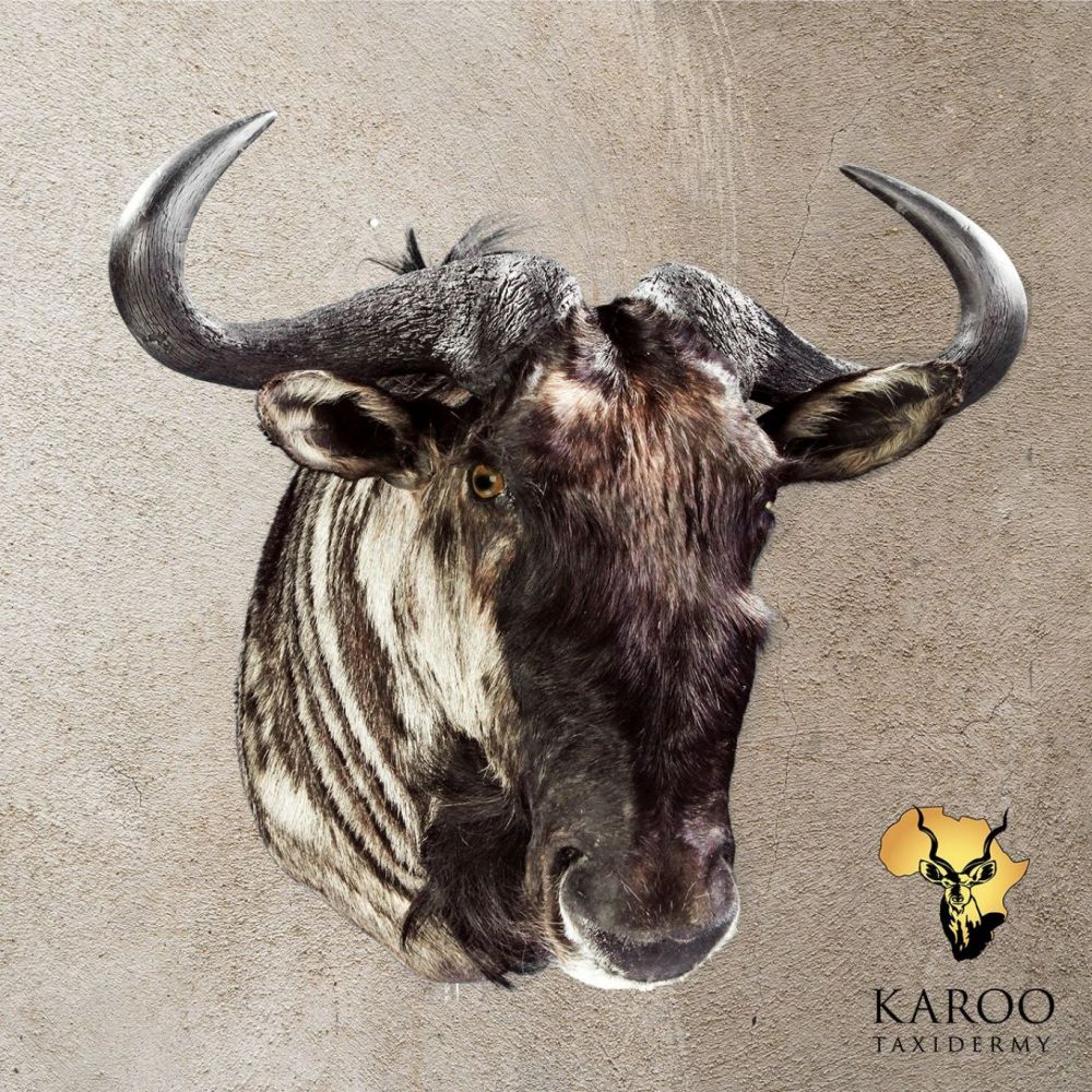 Blue Wildebeest Shoulder Mount Looking Straight