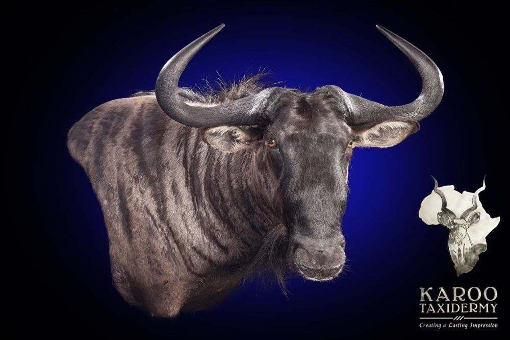 blue_wildebeest_wall_mount.jpg