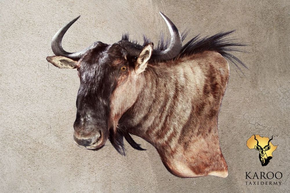 Blue Wildebeest right turn looking Quarter Left