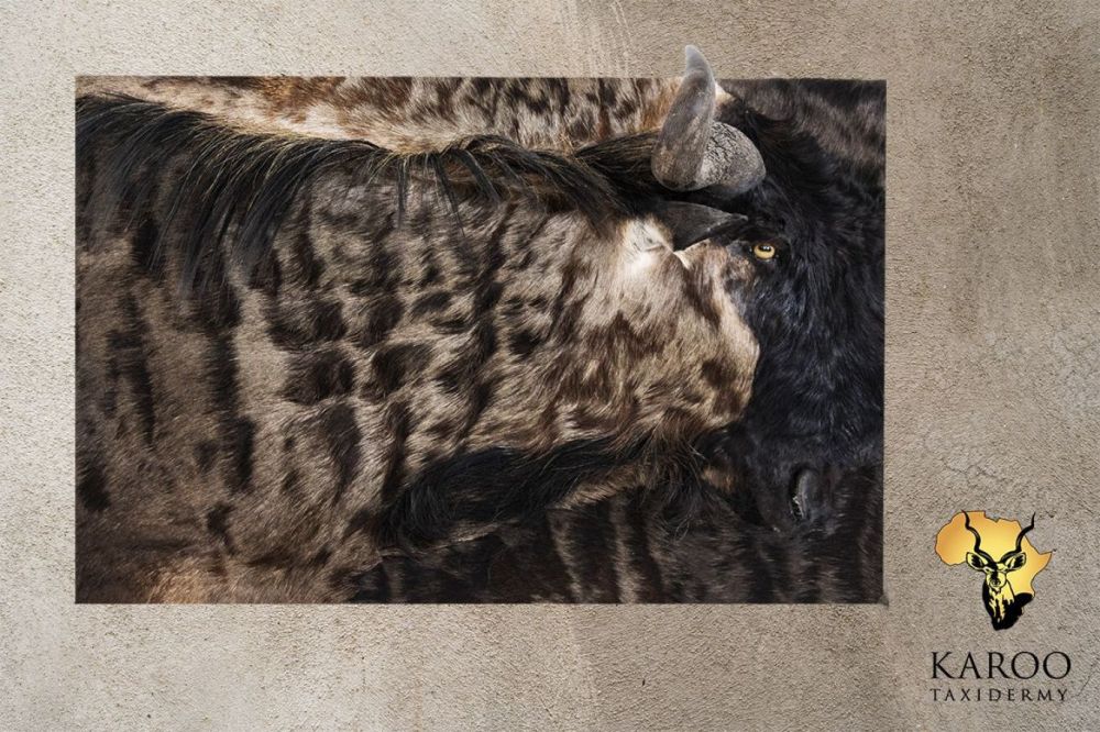 Blue Wildebeest Portrait Mount
