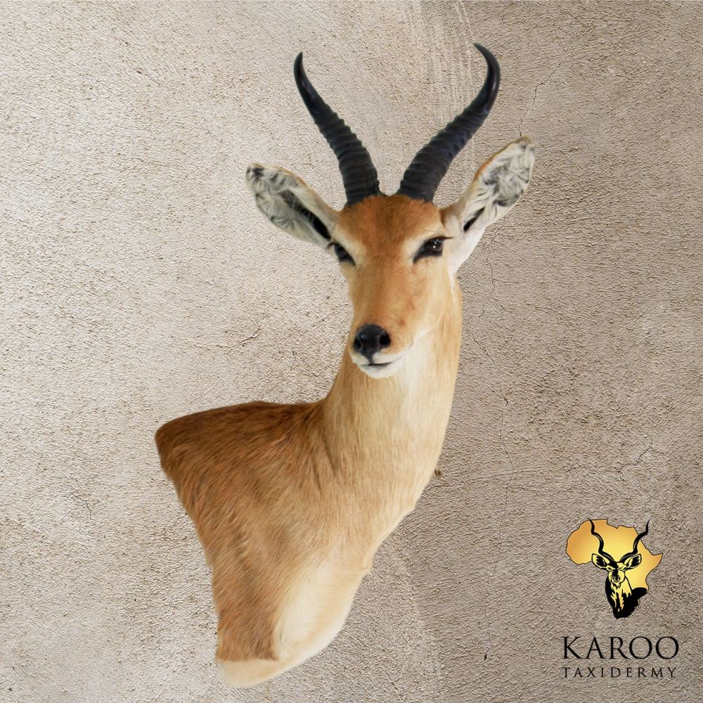 Bohor Reedbuck &ndash; Wall Pedestal &ndash; Left Turn &ndash; Looking ⅛ Left