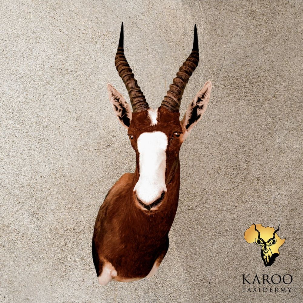 Bontebok Shoulder Mount Looking Quarter Left