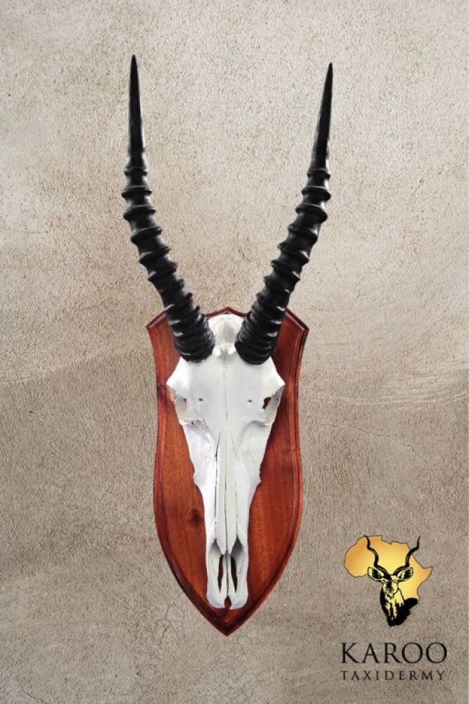 Bontebok European Mount on a Hard Wood Shield