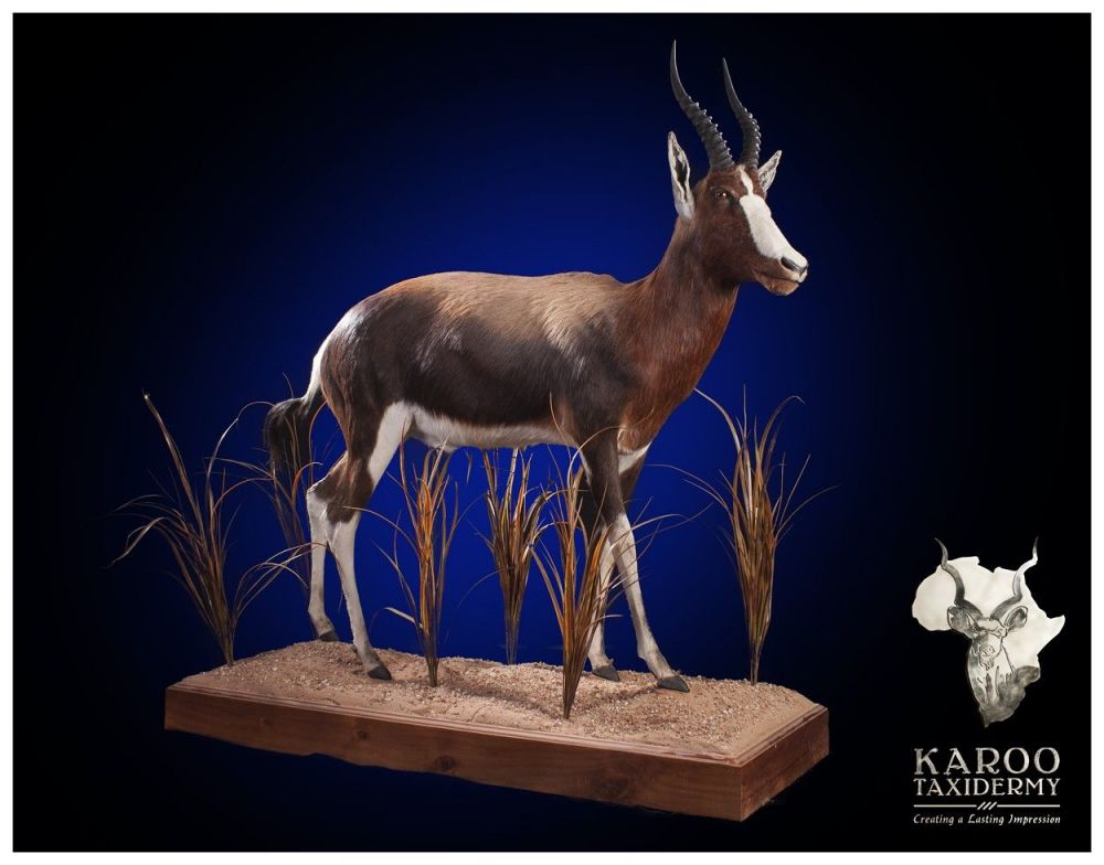 bontebok_full_mount.jpg