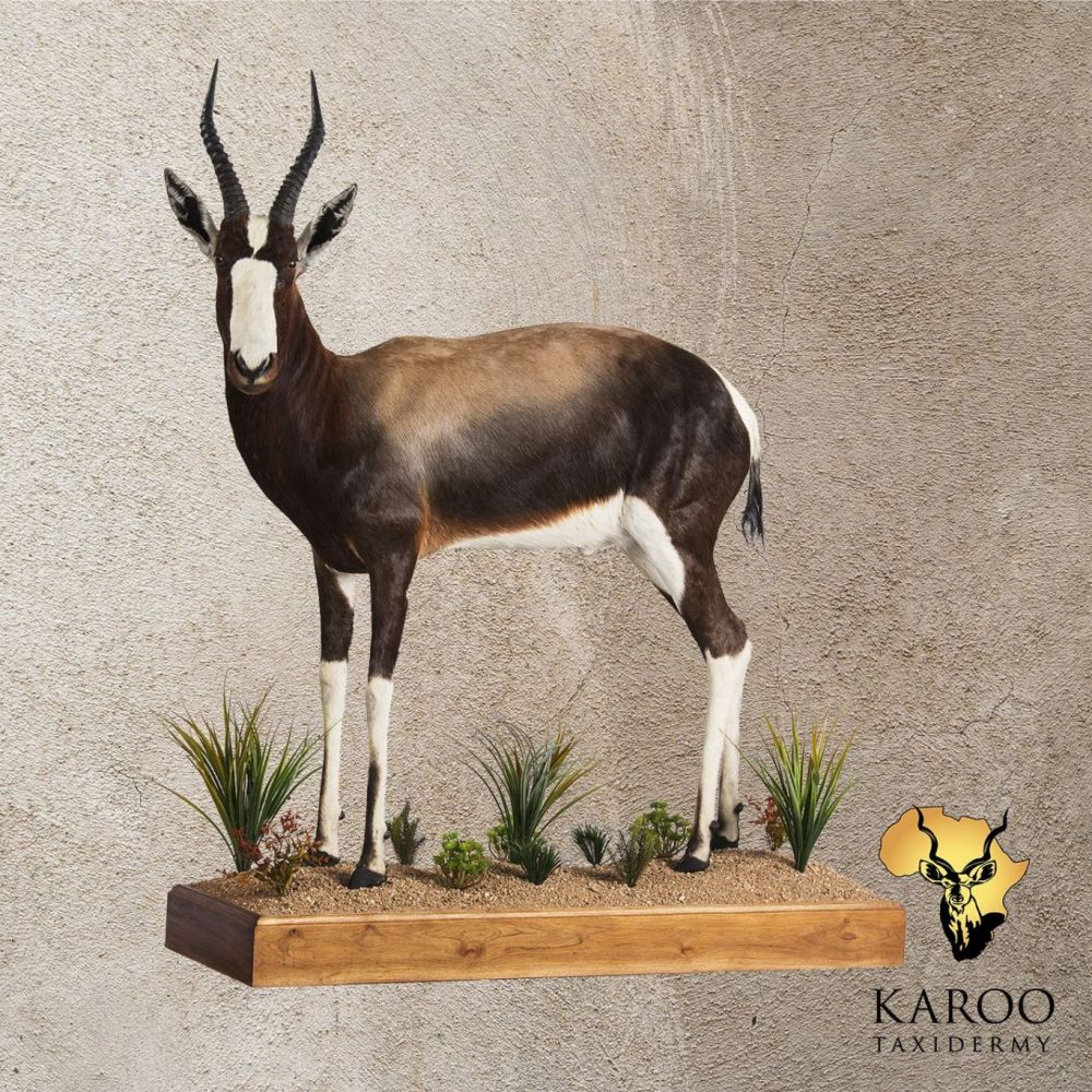 Full Bontebok Full Mount Looking 45&deg; Right