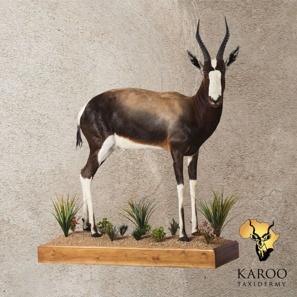 Bontebok Full Mount Looking 45&deg; Right
