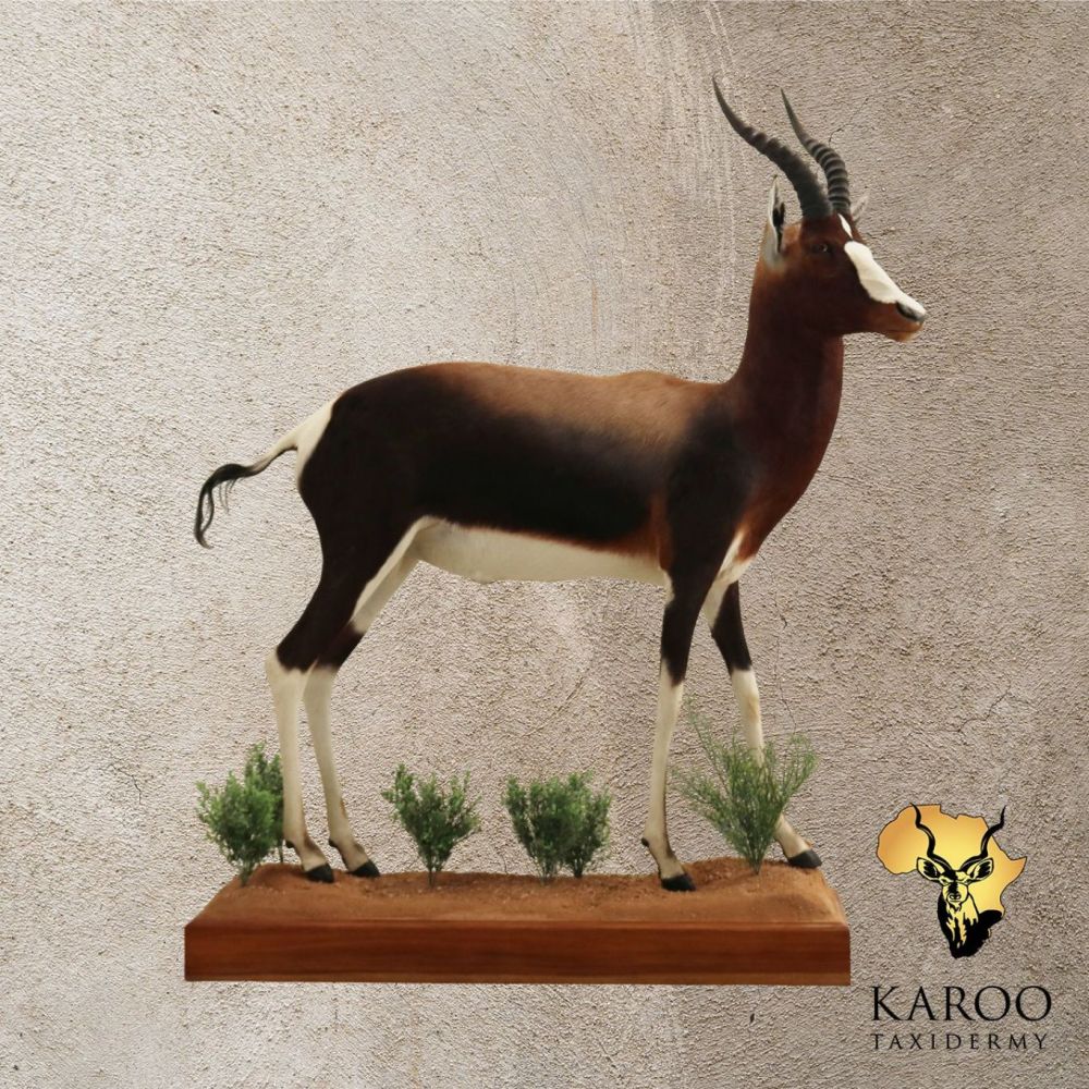 Bontebok Full Mount Looking Straight
