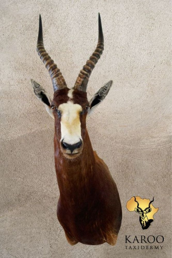 Bontebok Shoulder Mount Looking Eighth Left