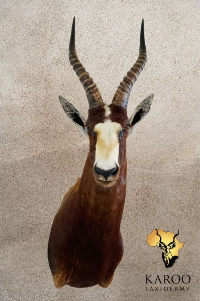 Bontebok Shoulder Mount Looking Eighth Right