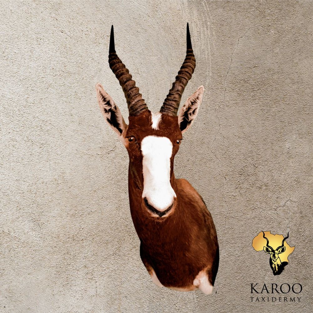 Bontebok Shoulder Mount Looking Quarter Left