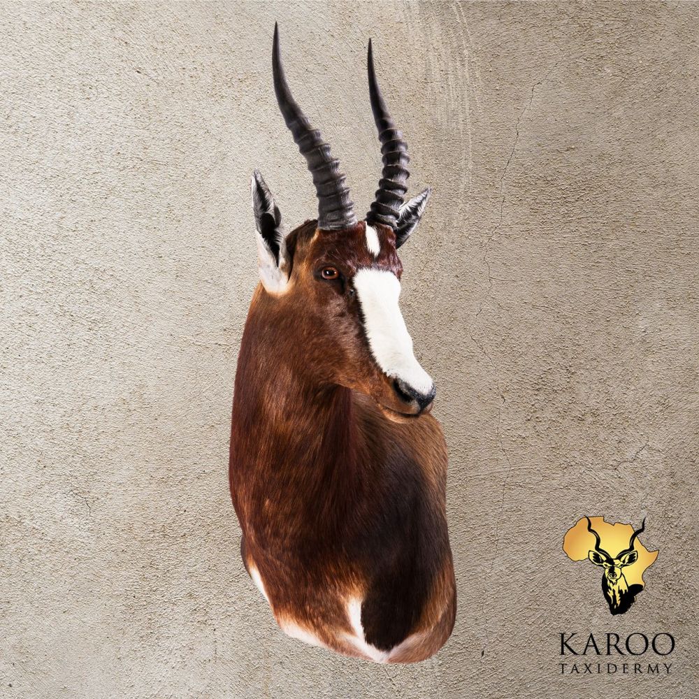 Bontebok Wall Pedestal Left Turn Looking Quarter Left