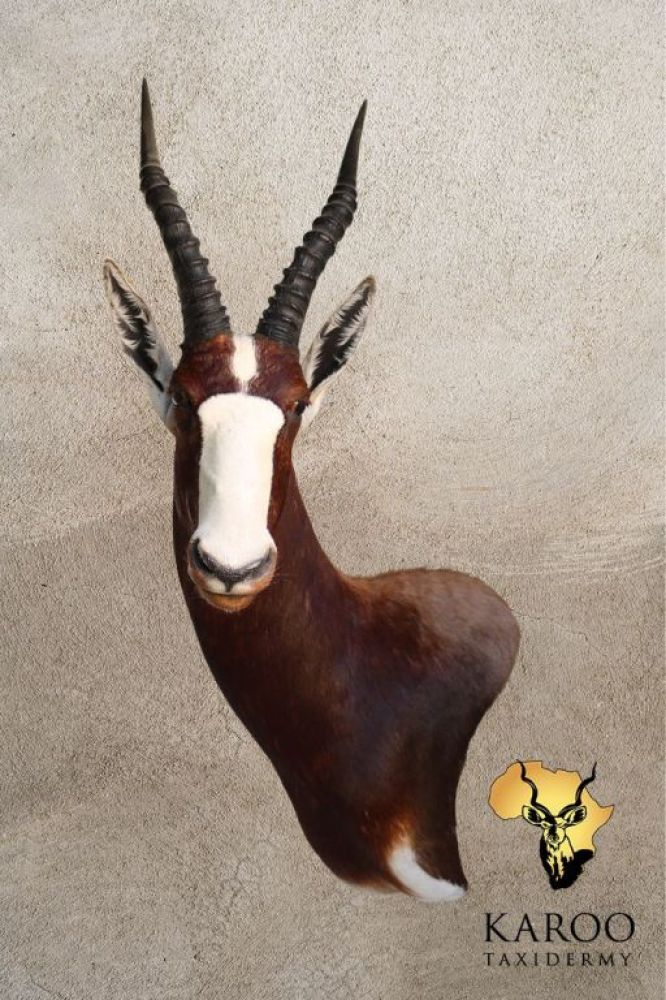 Bontebok Wall Pedestal &ndash; Left Turn Looking Straight