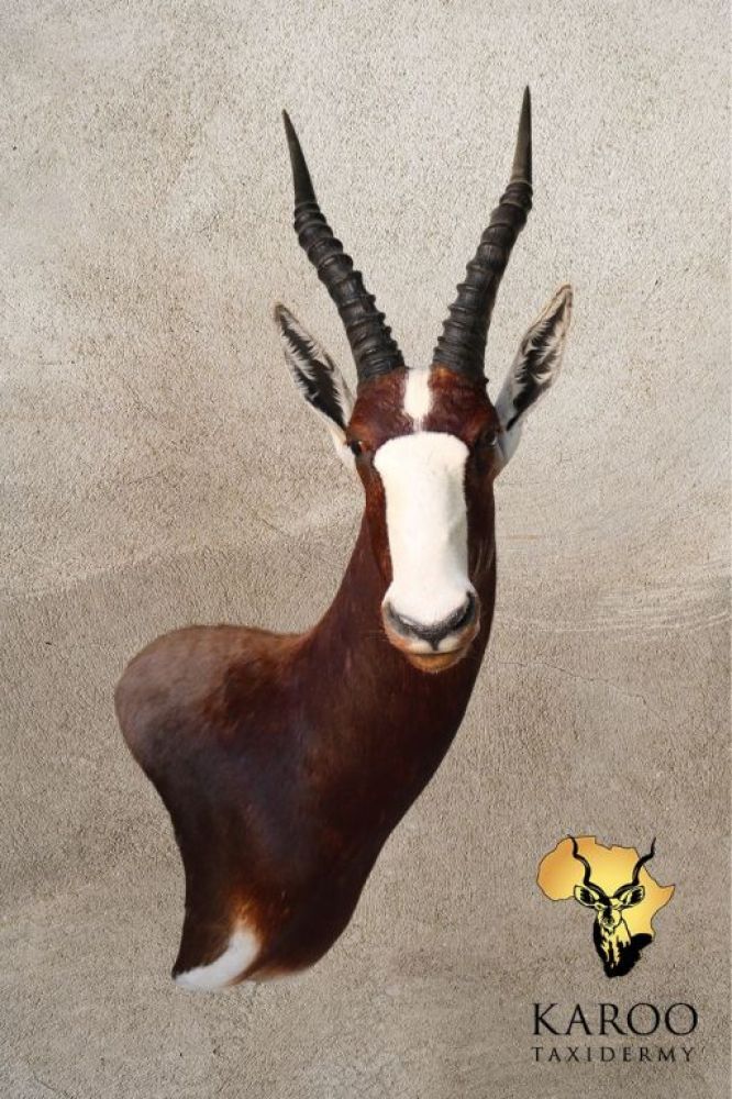 Bontebok Wall Pedestal &ndash; Right Turn Looking Straight