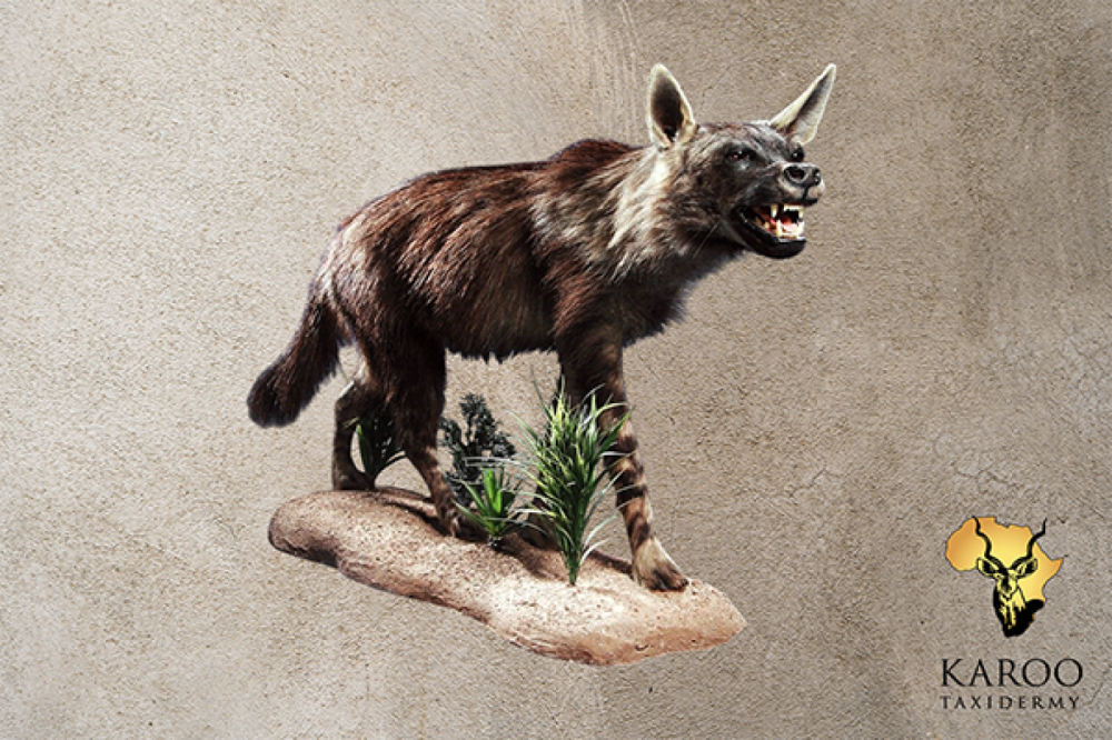 Brown Hyena Full Mount Looking Straight Mouth Open on a Custom Habitat Floor Base