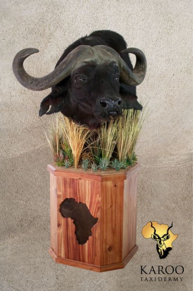 Cape Buffalo pedestal mount sneak pose looking eighth left on an African continent detail pedestal with natural African habitat detailing.