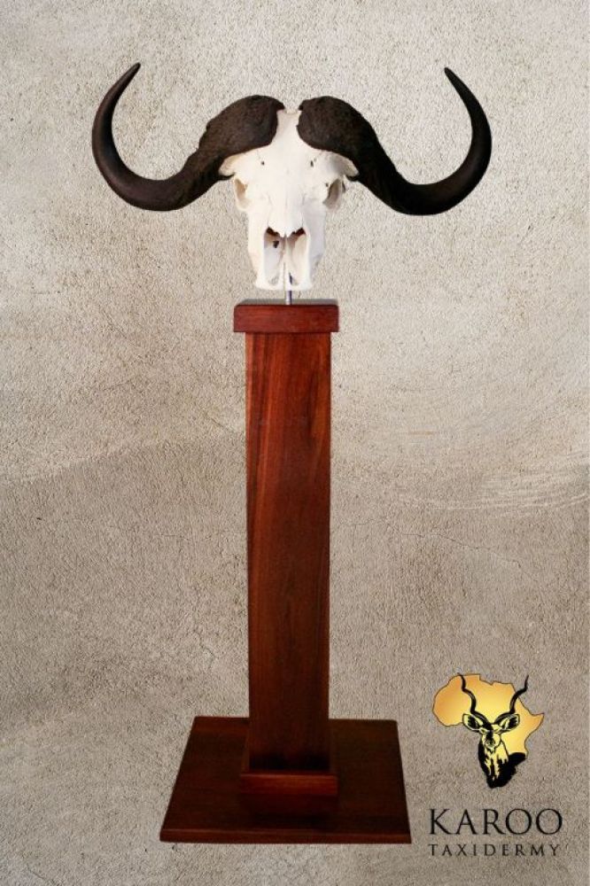 Cape Buffalo skull bleach mounted on a hardwood pedestal stand.