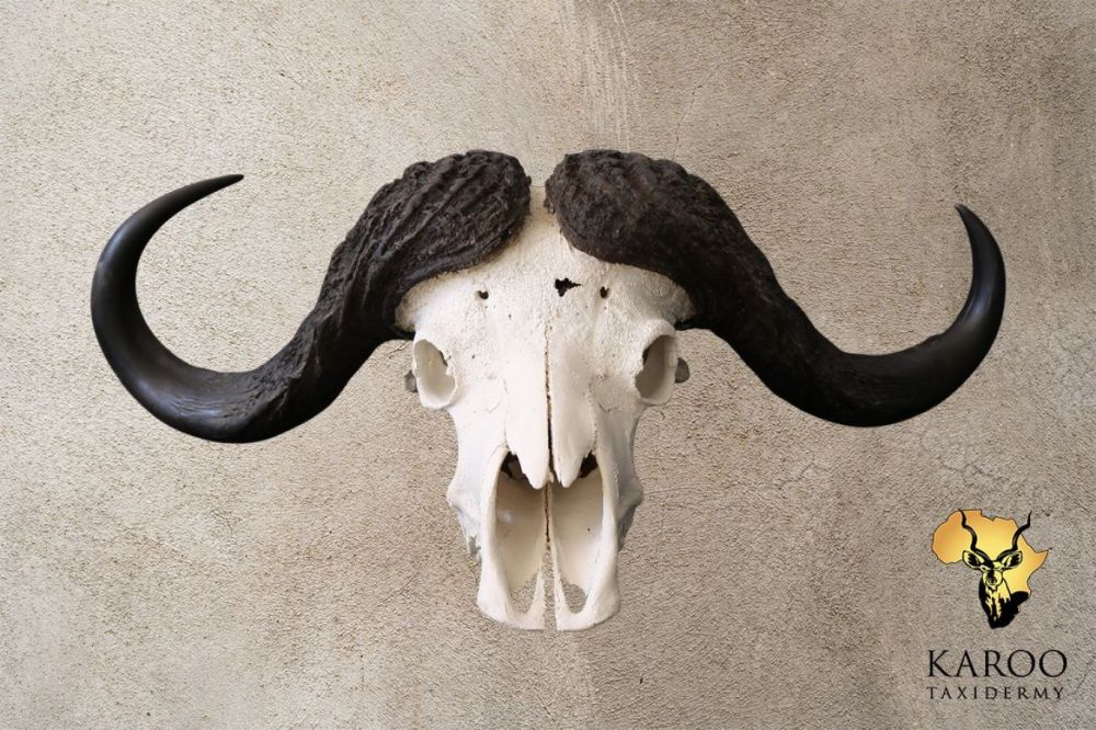 Cape Buffalo Skull Bleach