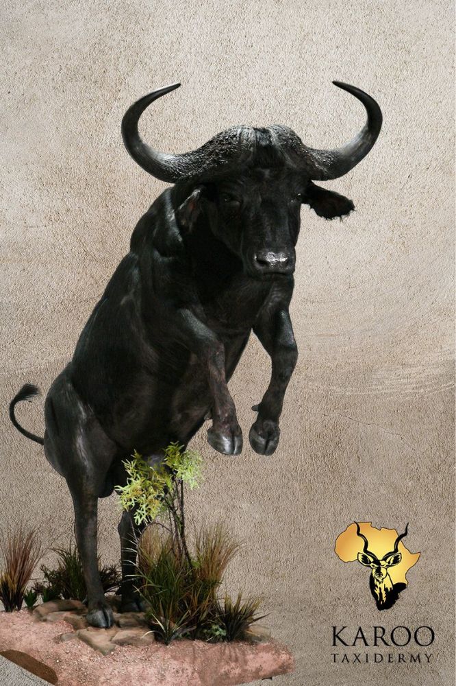 Cape Buffalo Rearing Full Mount &ndash; Looking Straight