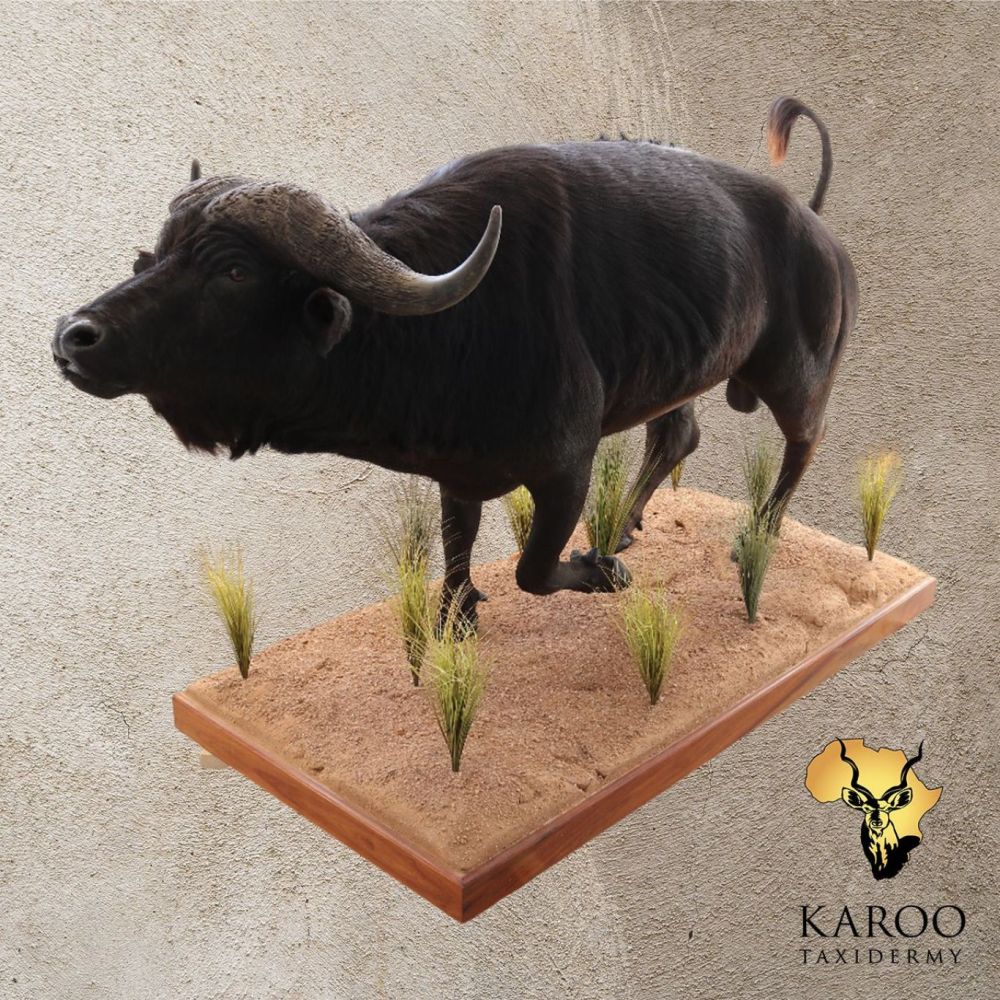 Cape Buffalo full mount looking one-eighth left on a rectangular habitat base