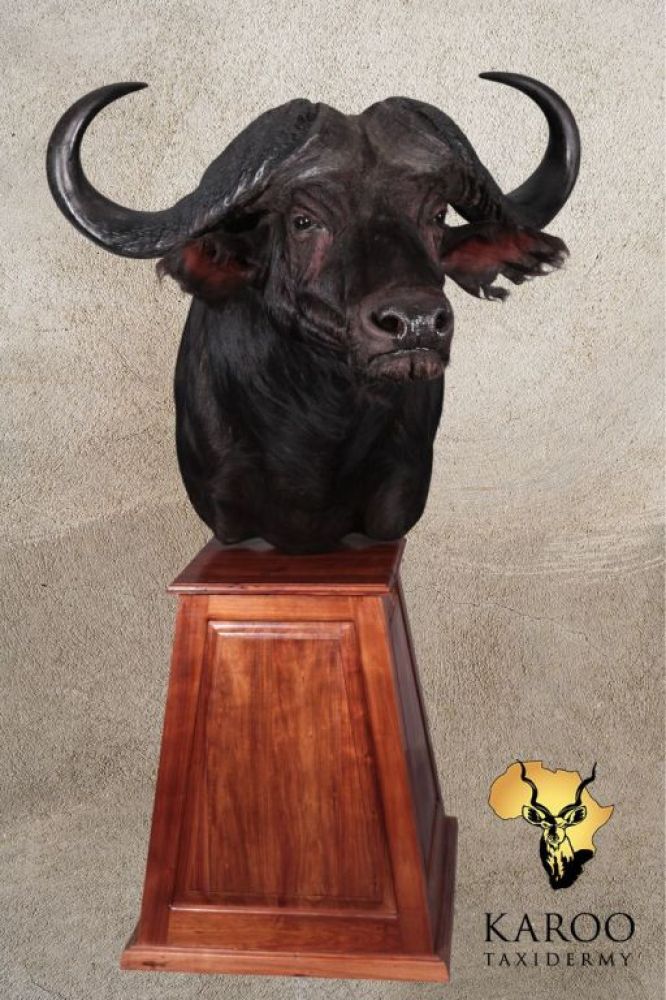 Cape Buffalo pedestal mount looking one-eighth left on a rectangular hardwood pedestal