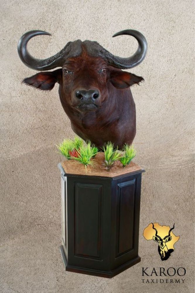 Cape Buffalo pedestal mount looking one-eighth left on a black habitat pedestal